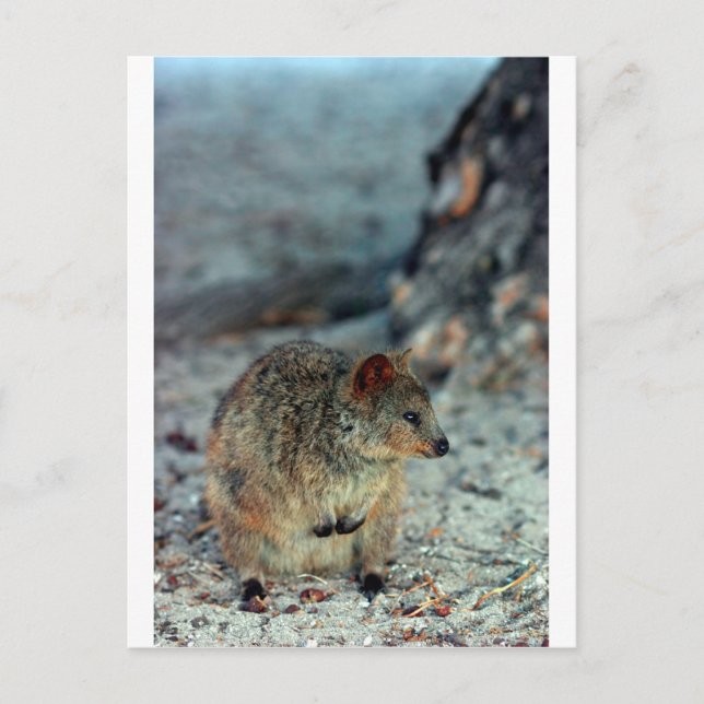 Postal Cuta furia Quokka en la isla Rottnest (Anverso)