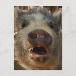 Postal Cuta Mini Cerdo