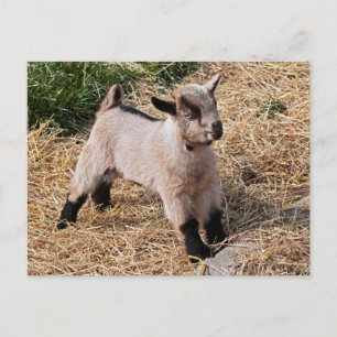 Postal Cuta para niños