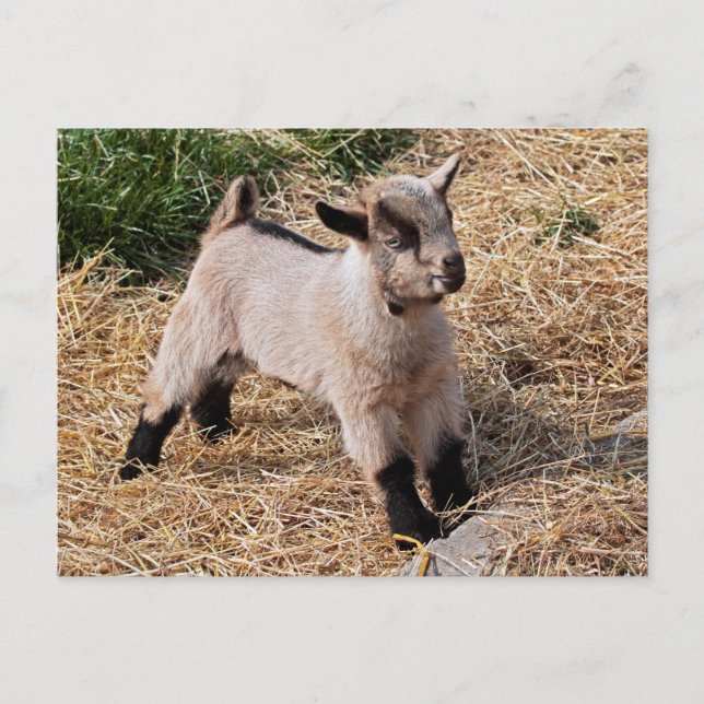 Postal Cuta para niños (Anverso)