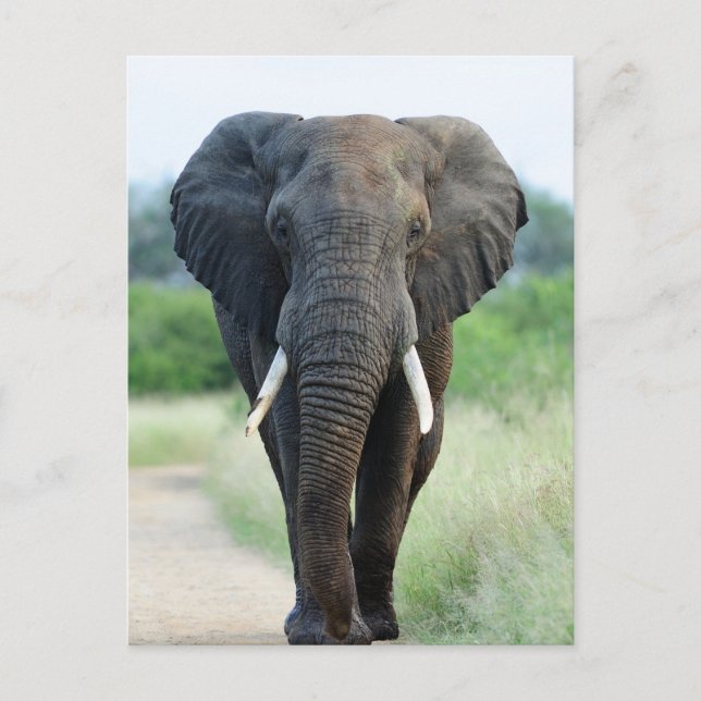 Postal cute African Elephant (Anverso)