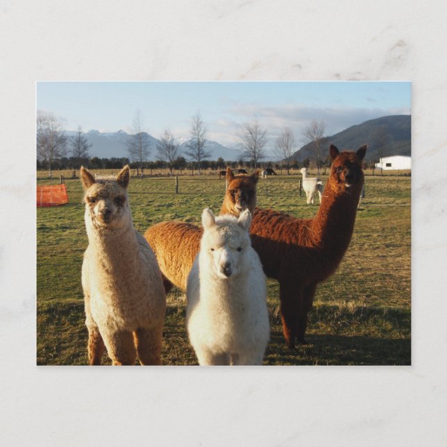 Postal Cute Alpacas (Anverso)