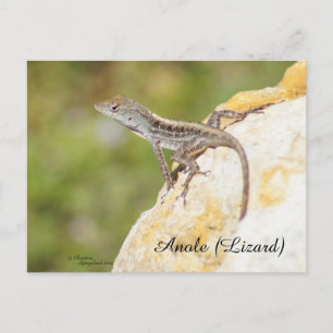 Postal Cute Anole Lizard