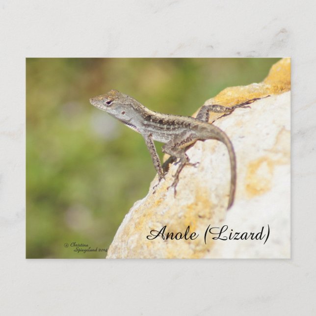 Postal Cute Anole Lizard (Anverso)
