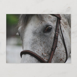 Postal Cute Appaloosa