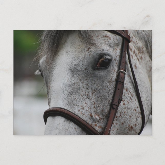 Postal Cute Appaloosa (Anverso)