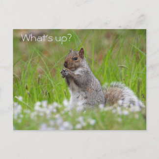 Postal Cute ardilla gris - ¿QUÉ PASA?
