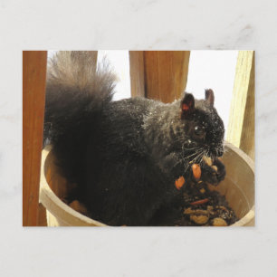 Postal Cute Ardilla Negra de Ojos Brillantes Comiendo Man