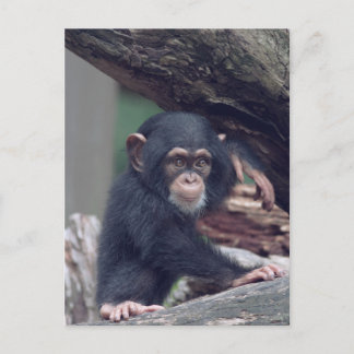 Postal cute baby Chimpanzee