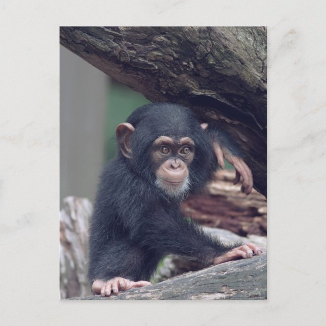 Postal cute baby Chimpanzee (Anverso)