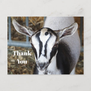 Postal Cute Baby Goat Photo