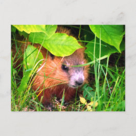 Postal Cute Baby Groundhog Marmotte Marmot Canadá
