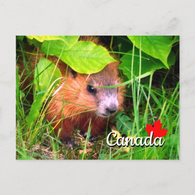 Postal Cute Baby Groundhog Marmotte Marmot Canadá (Anverso)
