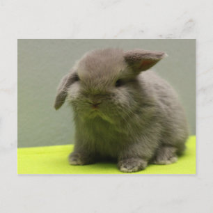 Postal Cute Baby Holland Lop