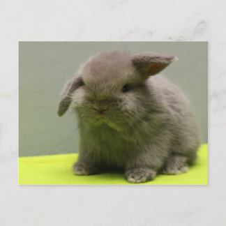 Postal Cute Baby Holland Lop