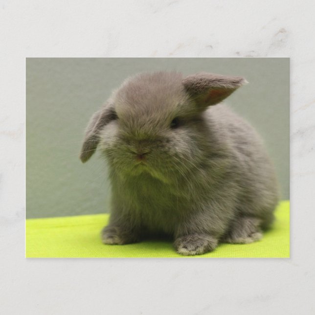 Postal Cute Baby Holland Lop (Anverso)