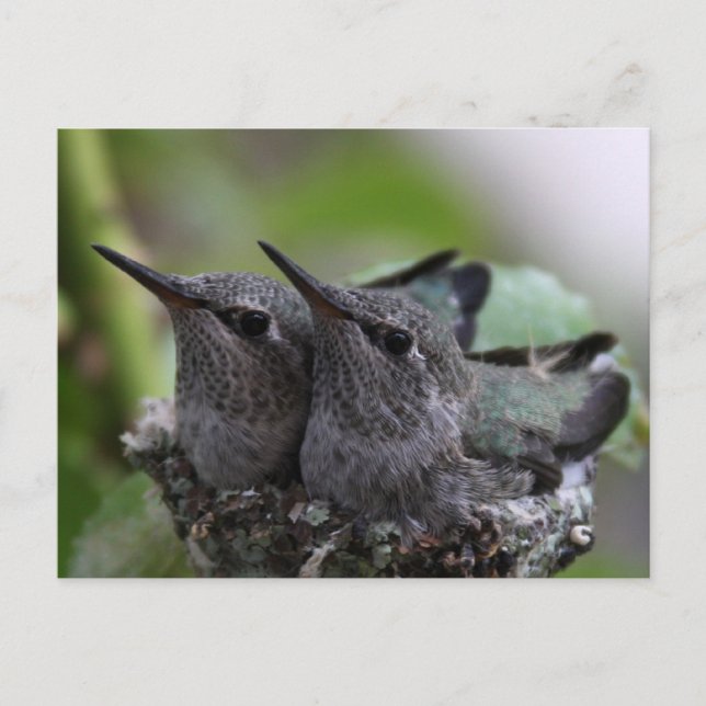 Postal Cute Baby Hummingbirds Photo Postcard (Anverso)