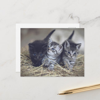 Postal cute baby kittens