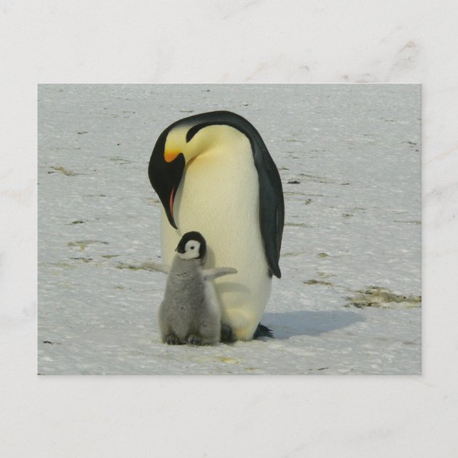 Postal cute baby penguin with his mother (Anverso)