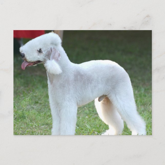 Postal Cute Bedlington Terrier (Anverso)
