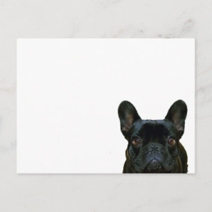 Postal Cute Black French Bulldog Frenchie Fotografía:
