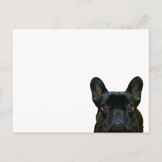 Postal Cute Black French Bulldog Frenchie Fotografía: (Anverso)