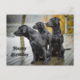Postal Cute Black Lab Dock Photo Birday