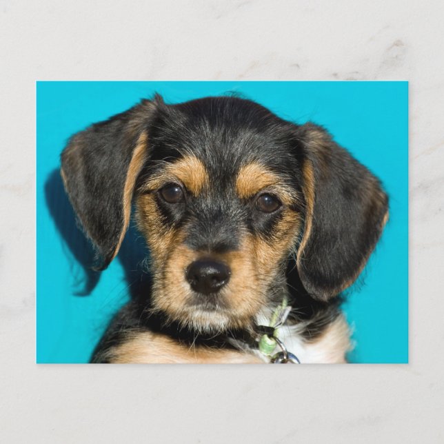 Postal Cute Borkie Puppy (Anverso)