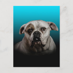 Postal Cute Boxer Dog con fondo de degradado negro azul