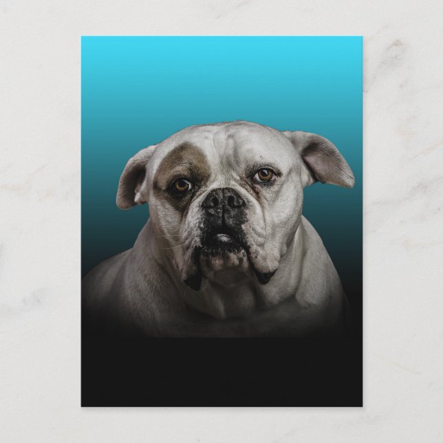 Postal Cute Boxer Dog con fondo de degradado negro azul (Anverso)