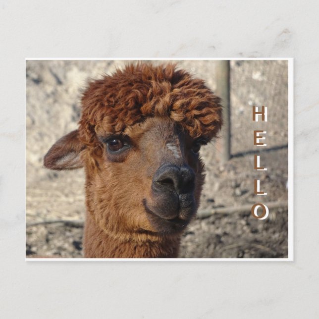 Postal Cute Brown Alpáca Cust. HELLO Postcard (Anverso)