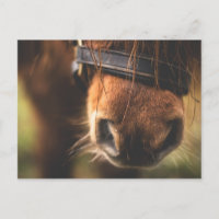 Cute Brown Horse Nose