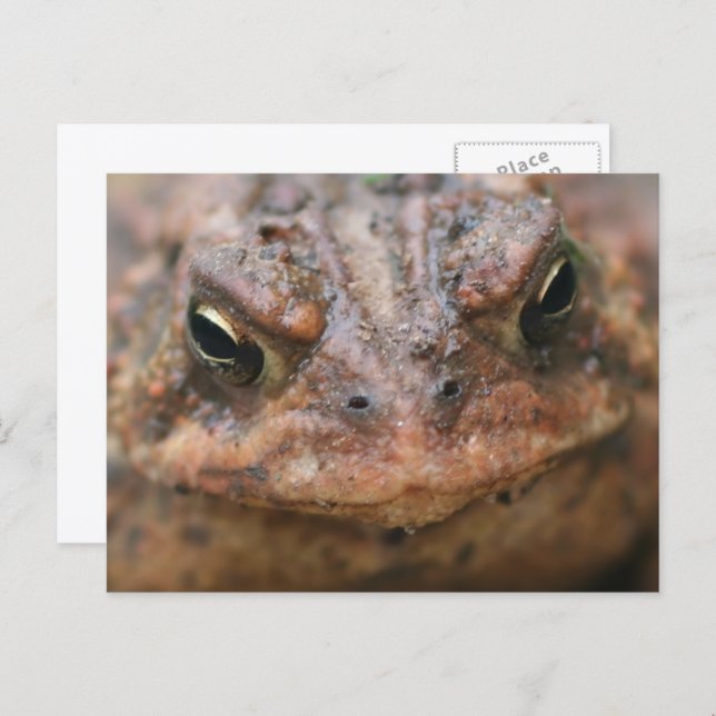 Postal Cute Brown Toad Face Nature (Anverso / Reverso)
