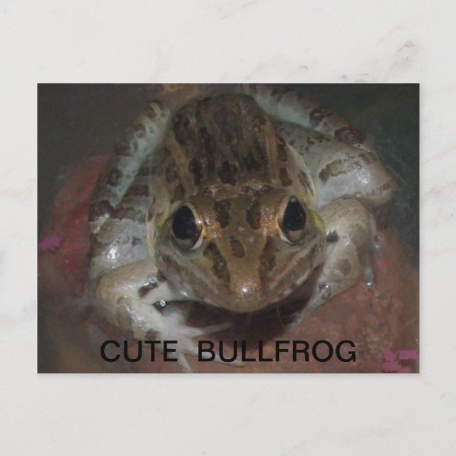 POSTAL CUTE BULLFROG (Anverso)