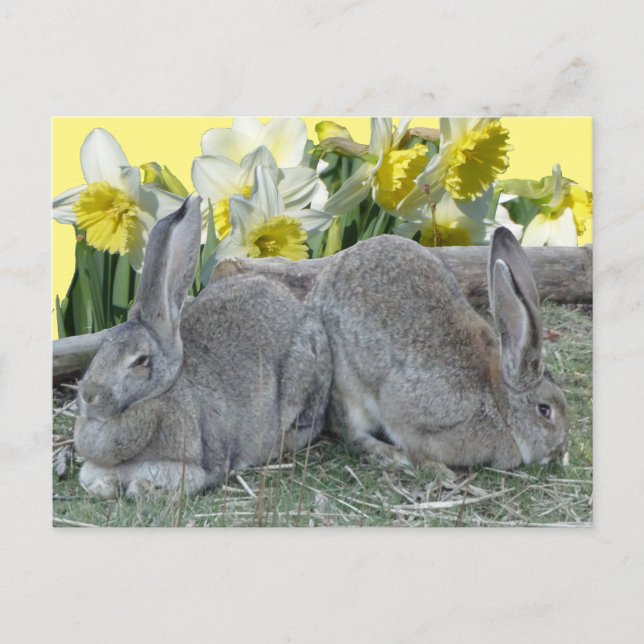 Postal Cute Bunnies Daffodils Cust. Postcard de DIY (Anverso)