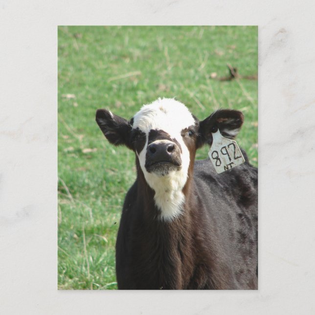 Postal Cute Calf (Anverso)
