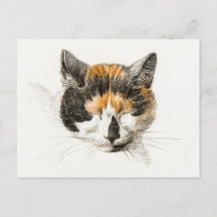 Postal Cute Calico Cat