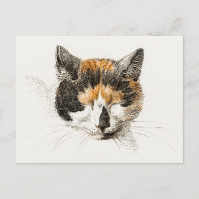 Postal Cute Calico Cat (Anverso)