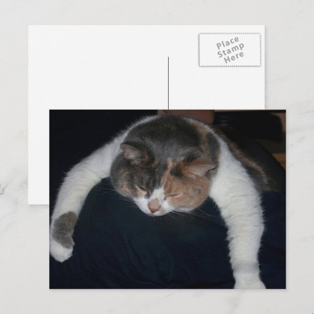 Postal Cute Calico Dormiendo Gato Sobre Hombro (Anverso / Reverso)
