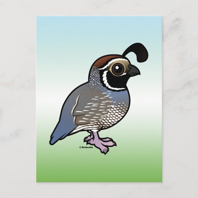 Postal Cute California Quail (Anverso)