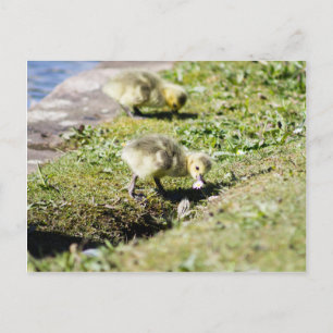 Postal Cute Canada Goose Gosling