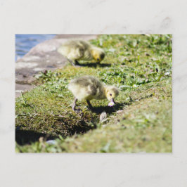 Postal Cute Canada Gosling