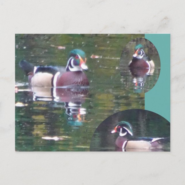 Postal Cute Carolina Duck DIY (Anverso)