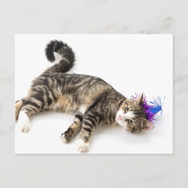 Postal cute cat happy birthday (Anverso)