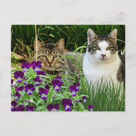 Postal Cute Cats in Flower Garden / Collage Art