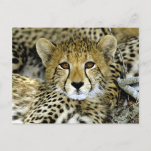 Postal Cute Cheetah