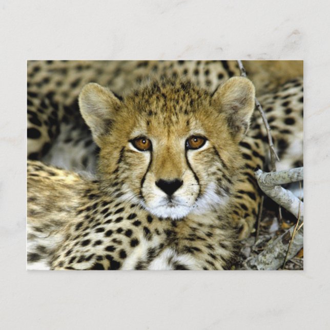 Postal Cute Cheetah (Anverso)