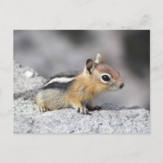 Postal Cute Chipmunk