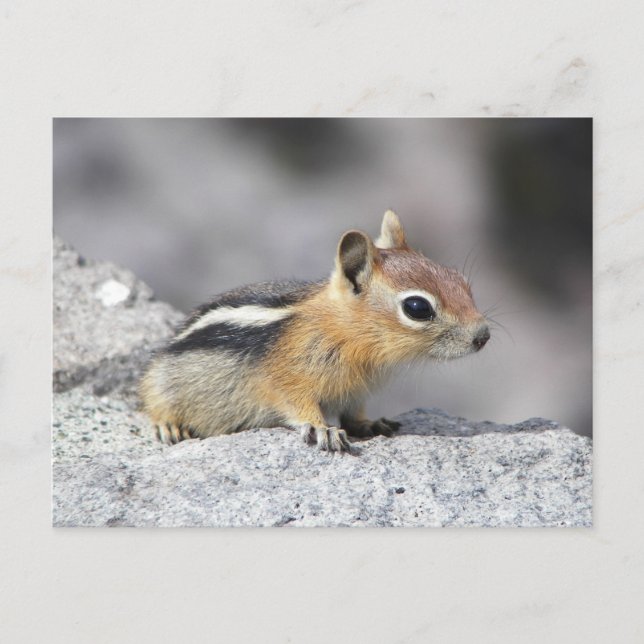 Postal Cute Chipmunk (Anverso)