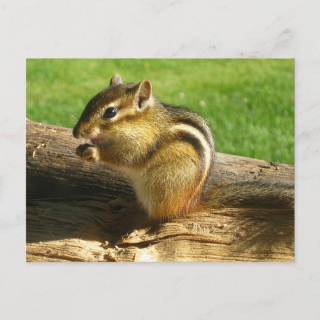 Postal Cute Chipmunk (Anverso)